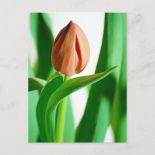 lala Tulip Postcard Postkarte