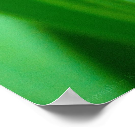 lala Tulip Print Poster (Ecke)