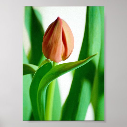 lala Tulip Print Poster (Vorne)
