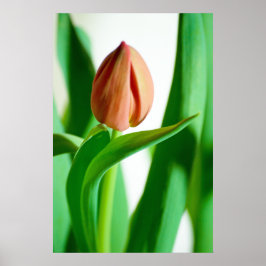 lala Tulip Print Poster