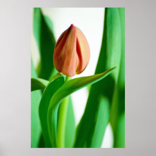 lala Tulip Print Poster