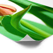 lala Tulip Print Poster (Ecke)