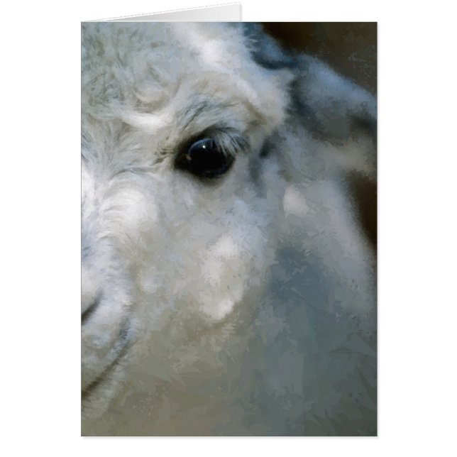 Lama (Vorne)