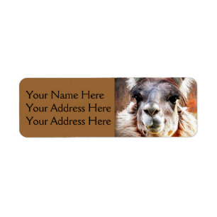 Lama