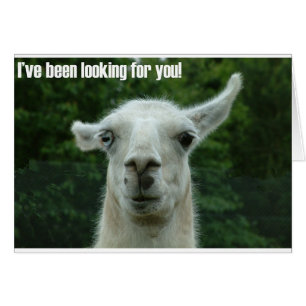 Lama