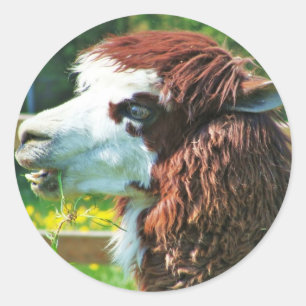 Lama - Aufkleber
