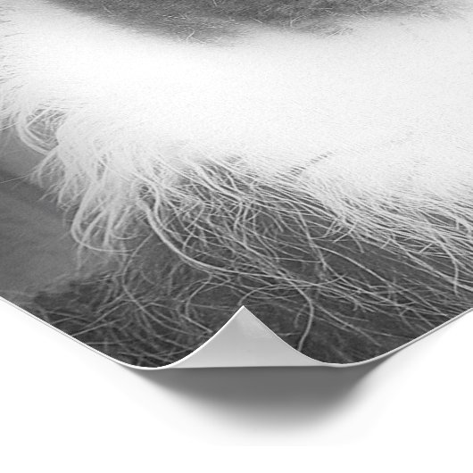 Lama bei Schwarz-Weiß-Tier Poster (Ecke)