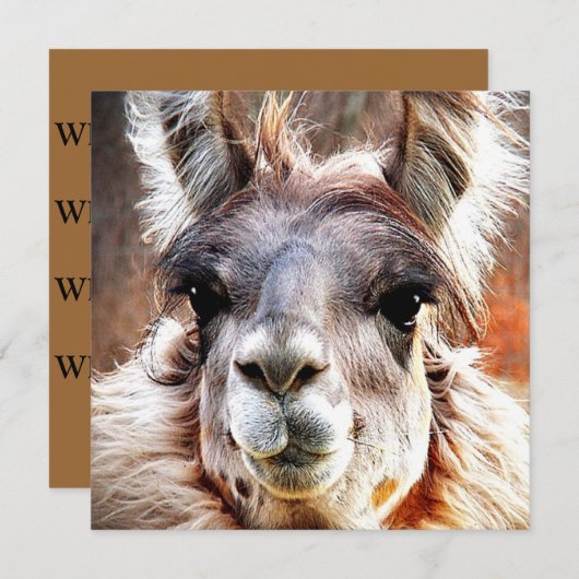 Lama Einladung (Vorne/Hinten)