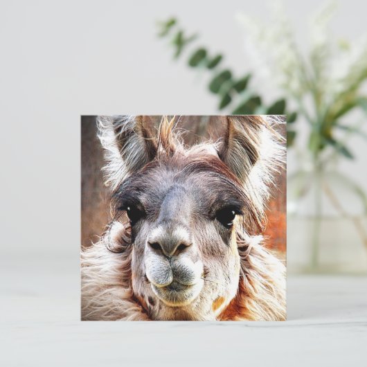 Lama Einladung (Stehend Vorderseite)