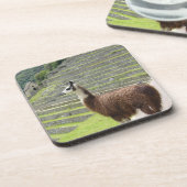 Lama Getränkeuntersetzer (Linke Seite)