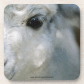 Lama Getränkeuntersetzer (Vorderseite)