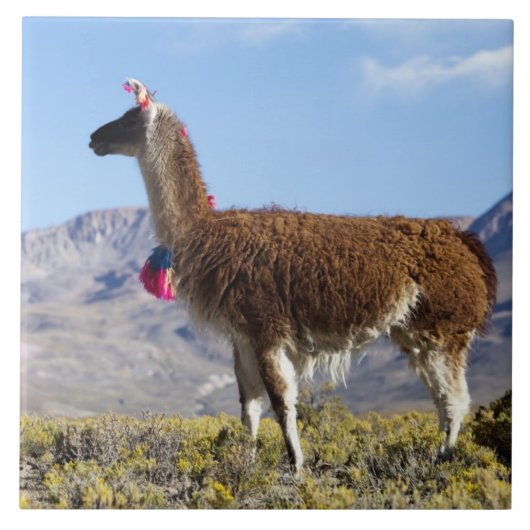 Lama-Herde in der Puna, Berge der Anden 2 Fliese (Vorderseite)