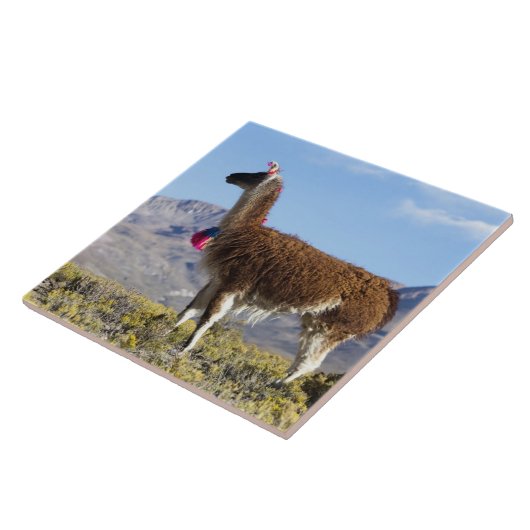 Lama-Herde in der Puna, Berge der Anden 2 Fliese (Seite)