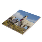 Lama-Herde in der Puna, Berge der Anden 3 Fliese (Seite)