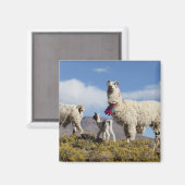 Lama-Herde in der Puna, Berge der Anden 3 Magnet (Vorderseite/Rückseite)