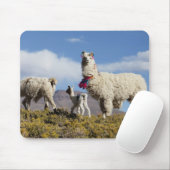 Lama-Herde in der Puna, Berge der Anden 3 Mousepad (Mit Mouse)