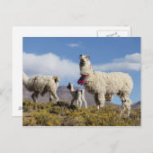 Lama-Herde in der Puna, Berge der Anden 3 Postkarte (Vorne/Hinten)