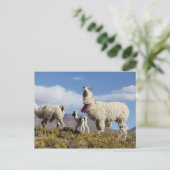 Lama-Herde in der Puna, Berge der Anden 3 Postkarte (Stehend Vorderseite)