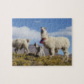 Lama-Herde in der Puna, Berge der Anden 3 Puzzle (Horizontal)