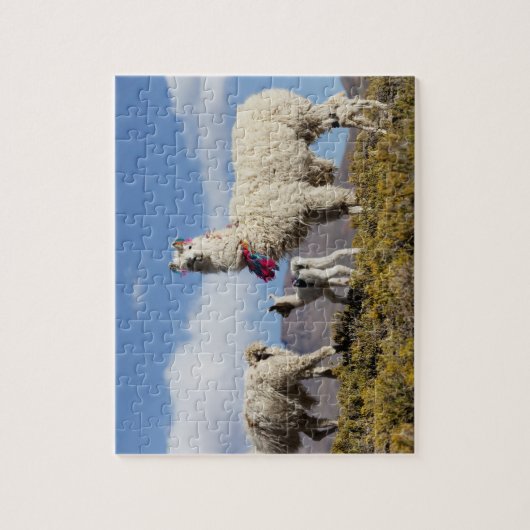 Lama-Herde in der Puna, Berge der Anden 3 Puzzle (Vertikal)