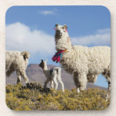 Lama-Herde in der Puna, Berge der Anden 3 Untersetzer (Vorderseite)