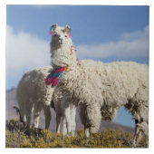 Lama-Herde in der Puna, Berge der Anden Fliese (Vorderseite)