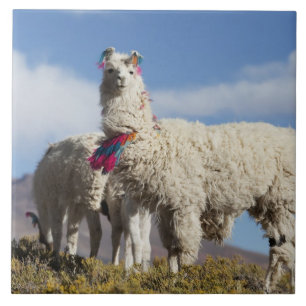 Lama-Herde in der Puna, Berge der Anden Fliese