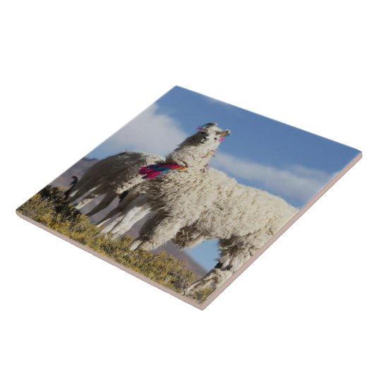 Lama-Herde in der Puna, Berge der Anden Fliese (Seite)