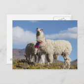 Lama-Herde in der Puna, Berge der Anden Postkarte (Vorne/Hinten)