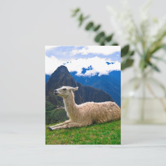Lama in Machu Picchu Postkarte (Stehend Vorderseite)