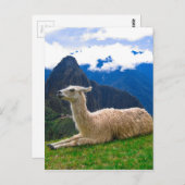 Lama in Machu Picchu Postkarte (Vorne/Hinten)