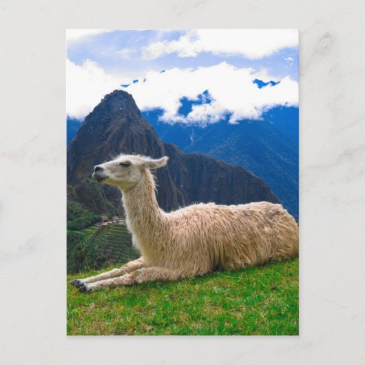 Lama in Machu Picchu Postkarte (Vorderseite)