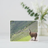 Lama Machu Picchu Postkarte (Stehend Vorderseite)