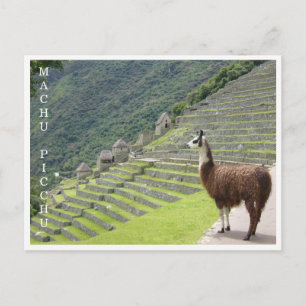 Lama Machu Picchu Postkarte