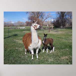 Lama Mama und Llama Baby Poster