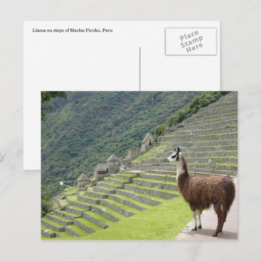 Lama peru postkarte (Vorne/Hinten)