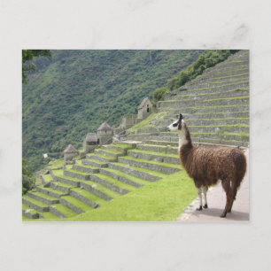 Lama peru postkarte