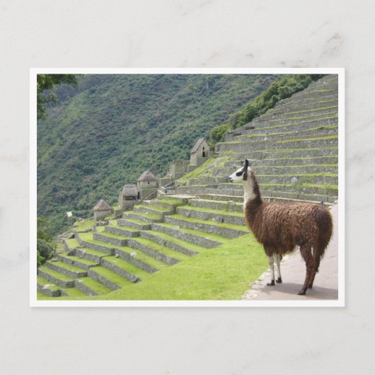 Lama peru postkarte (Vorderseite)