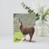 Lama peru postkarte (Stehend Vorderseite)