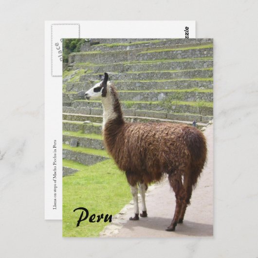 Lama peru postkarte (Vorne/Hinten)