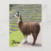 Lama peru postkarte (Vorderseite)