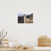 Lama-Plakat Poster (Küche)