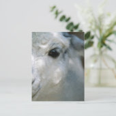 Lama Postkarte (Stehend Vorderseite)