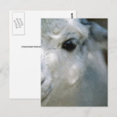 Lama Postkarte (Vorne/Hinten)