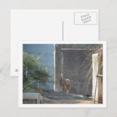 Lama Postkarte (Vorne/Hinten)