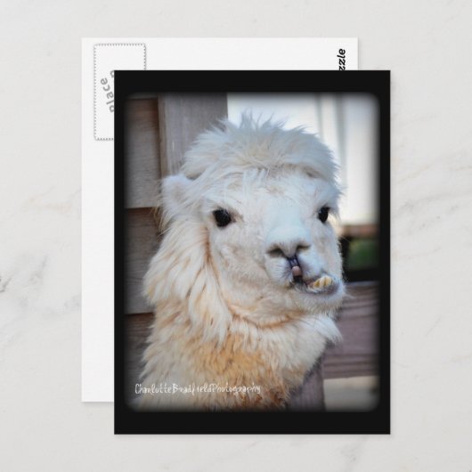 Lama-Postkarte Postkarte (Vorne/Hinten)