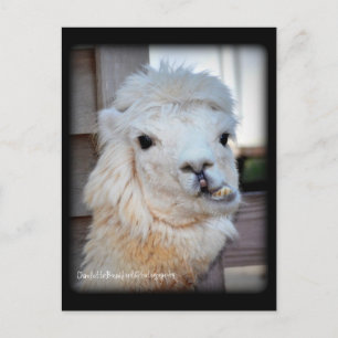 Lama-Postkarte Postkarte