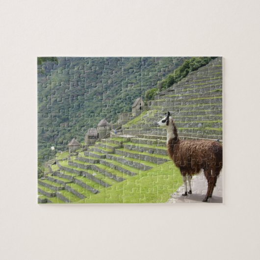 Lama Puzzle (Horizontal)