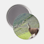 Lama sieht aus magnet (Vorderseite/Rückseite)