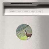 Lama sieht aus magnet (In Situ (Geschirrspüler))